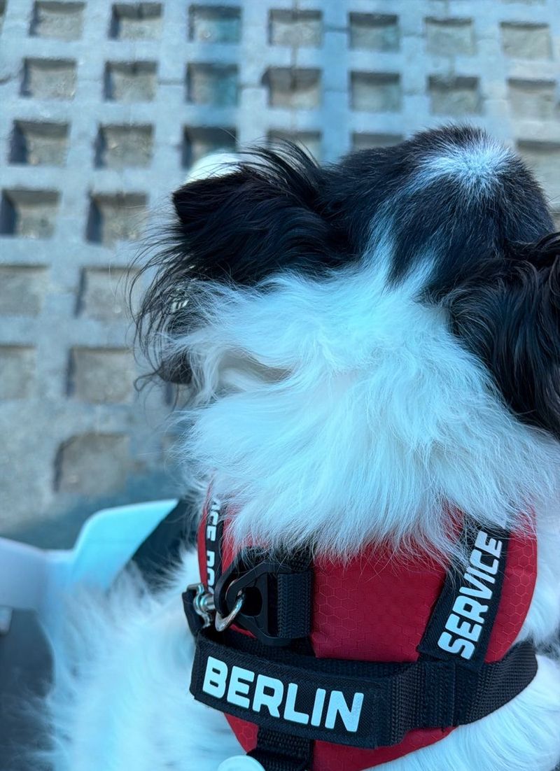 Berlin con su arnés de perro de servicio