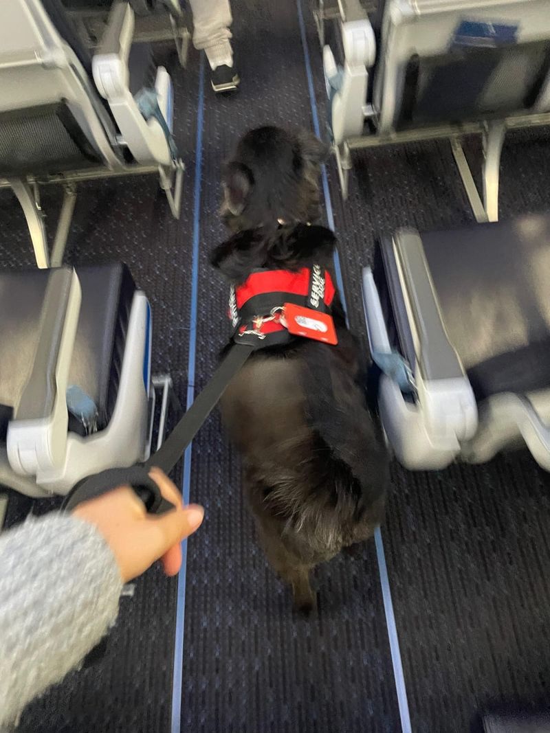 Perro de servicio caminando por el pasillo del avión junto a su guía